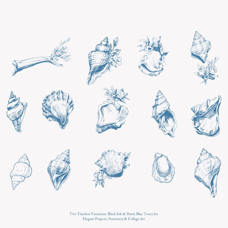 May include: A collection of 14 hand-drawn illustrations of seashells in a dusty blue color. The illustrations are in various styles and sizes, with some featuring delicate floral details.