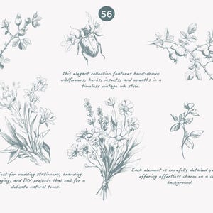 May include: A collection of hand-drawn illustrations featuring wildflowers, herbs, insects, and wreaths in a vintage ink style. The illustrations are perfect for adding a delicate natural touch to wedding stationery, branding, packaging, and DIY projects.
