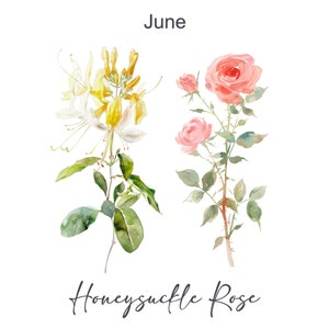 May include: Watercolor illustration of a honeysuckle flower and a rose, with the text "June" and "Honeysuckle Rose" below. The flowers are painted in shades of yellow, white, pink, and green.