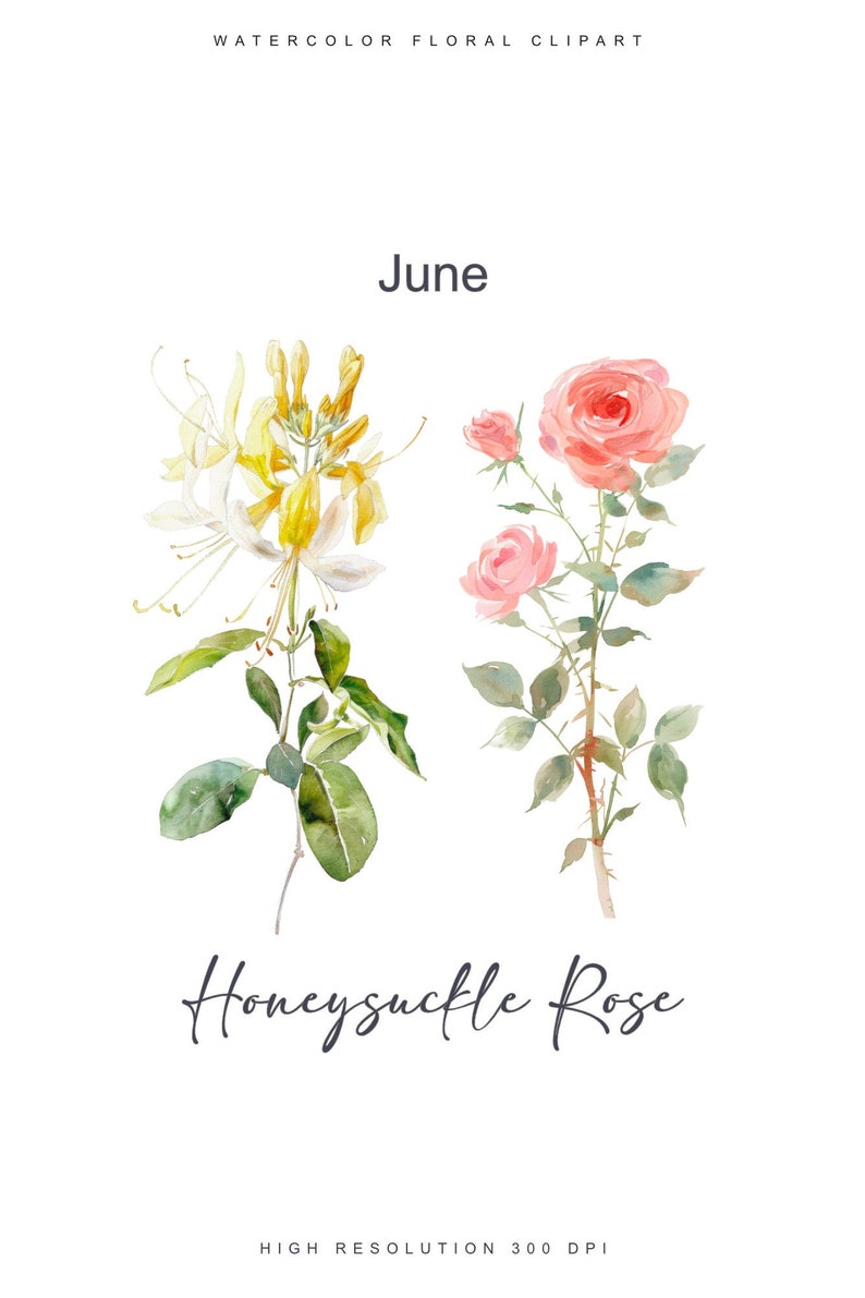 May include: Watercolor illustration of a honeysuckle flower and a rose, with the text "June" and "Honeysuckle Rose" below. The flowers are painted in shades of yellow, white, pink, and green.