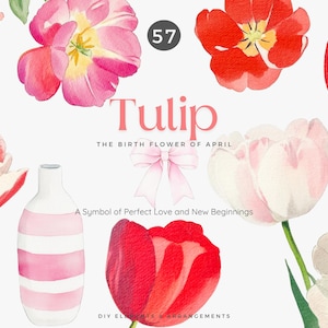 Aquarell Clipart - Tulpen Illustration - png Blumen - digitale Blumen - Blumenstrauß - botanisches Design - Frühlingstulpen - Geburtsblumen