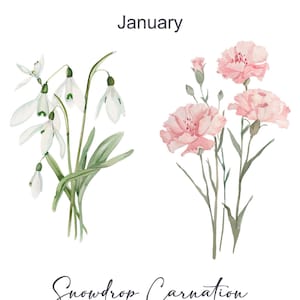 May include: Watercolor illustration of a snowdrop and a carnation. The snowdrop is white with green leaves. The carnation is pink with green leaves. The text "January" and "Snowdrop Carnation" are written below the flowers.