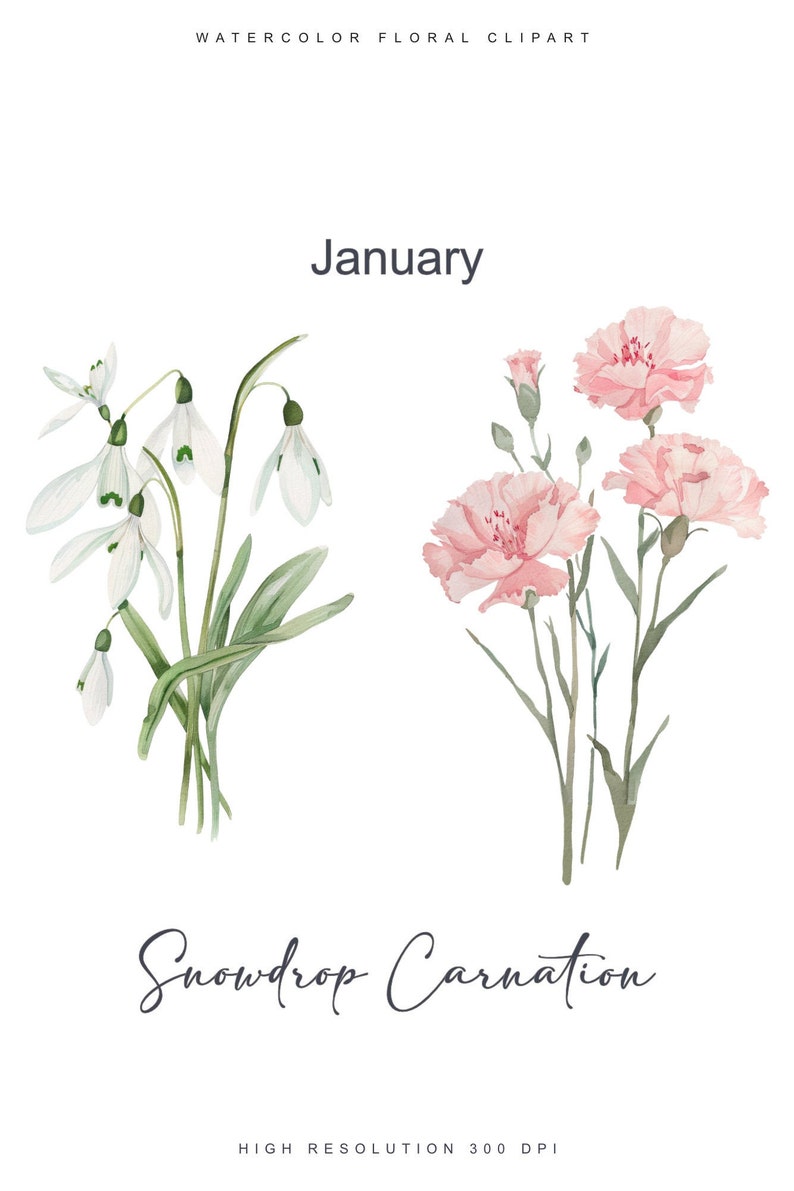May include: Watercolor illustration of a snowdrop and a carnation. The snowdrop is white with green leaves. The carnation is pink with green leaves. The text "January" and "Snowdrop Carnation" are written below the flowers.