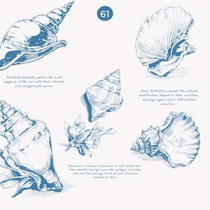 May include: A set of blue ink illustrations of seashells and flowers. The illustrations are detailed and intricate, capturing the natural beauty of these objects. The text "Each illustration reveals the natural architecture shaped by tides and time, blending organic form with artistic precision." is included in the image.