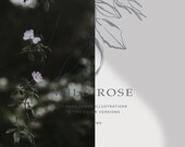 watercolor flowers - floral clipart - wedding stationery - minimalist design - logo design - wild roses - botanical art - fine art