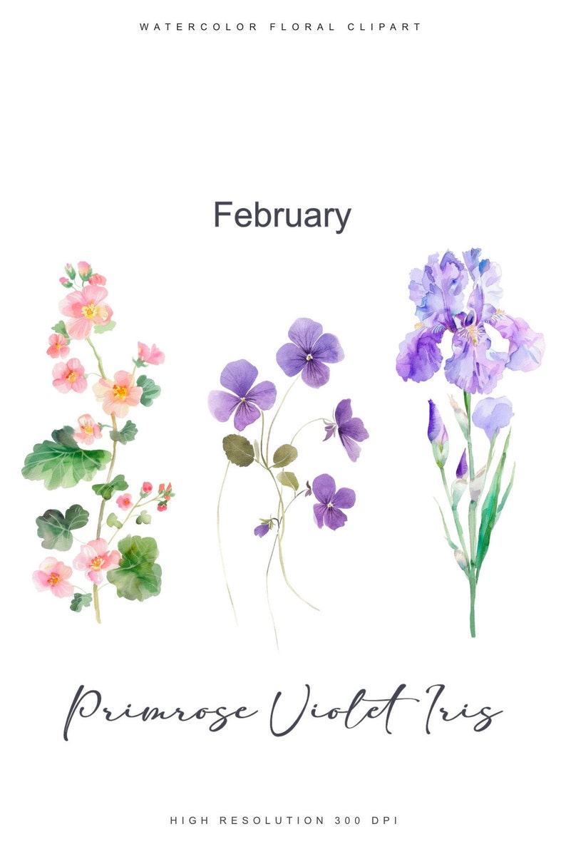 May include: Watercolor illustration of February birth month flowers: a sprig of pink primrose, a cluster of purple violets, and a purple iris.