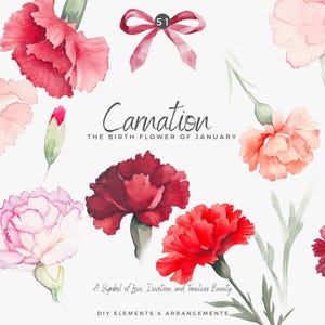 Aquarell Clipart - Nelke Blume - Koketten Blume - digitale Blumen - Blumenstrauß - botanische Blume - Geburtsblume