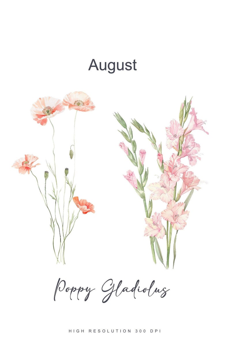 May include: Watercolor illustration of pink and white gladiolus flowers and orange poppy flowers with the text "August" and "Poppy Gladiolus" and the words "High Resolution 300 DPI".