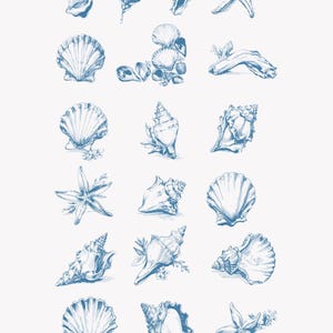 May include: A collection of 16 hand-drawn illustrations of seashells, starfish, and seaweed in a blue ink wash style. The illustrations are arranged in a grid pattern on a white background.