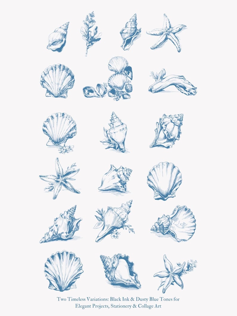 May include: A collection of 16 hand-drawn illustrations of seashells, starfish, and seaweed in a blue ink wash style. The illustrations are arranged in a grid pattern on a white background.