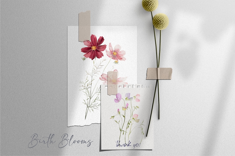 May include: Two watercolor illustrations of flowers on white paper with the text "Birth Blooms" and "thank you" printed below. The illustrations are taped to a light gray background with a pair of dried flowers taped to the right.