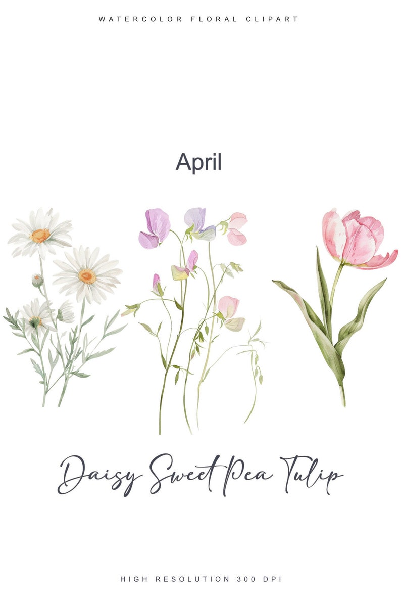 May include: Watercolor illustration of a daisy, sweet pea, and tulip. The flowers are pink, white, and green. The text "April" and "Daisy Sweet Pea Tulip" are written below the flowers.