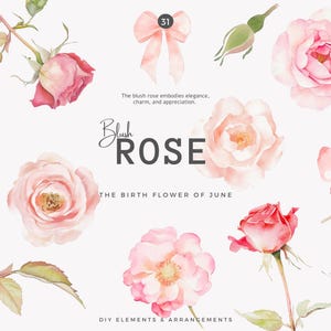 flores de acuarela - clipart de boda - rosa ruborizada png - elementos florales - ramo romántico - ilustración de flores de junio - flor del mes de nacimiento