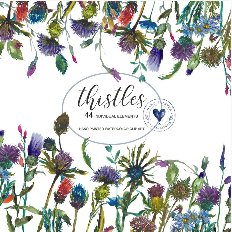 May include: A collection of hand-painted watercolor thistle illustrations featuring purple, blue, and red floral elements. The central text reads thistles 44 individual elements hand painted watercolor clip art with a circular logo.