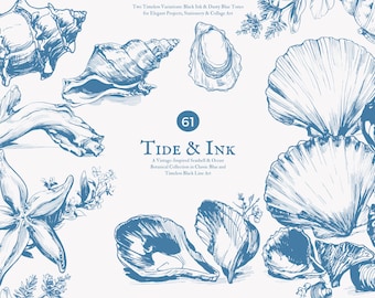 seashell clipart png, ocean beach sketch illustration, vintage nautical line art shell, coastal marine botanical ink drawing digital artwork