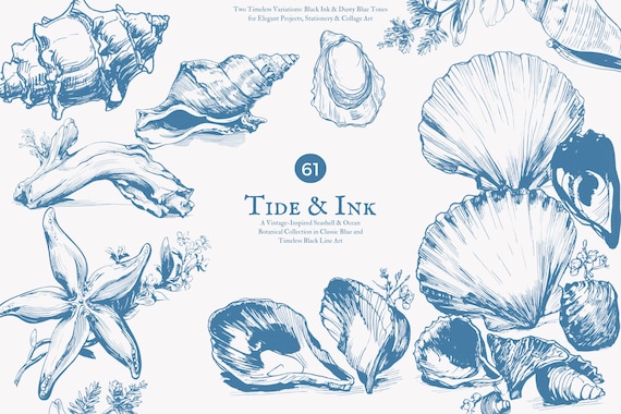 seashell clipart png, ocean beach sketch illustration, vintage nautical line art shell, coastal marine botanical ink drawing digital artwork