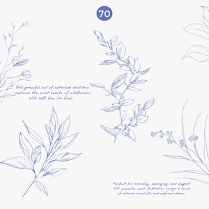 Puede incluir: Bocetos bot&aacute;nicos en tinta azul suave. La imagen presenta varias ilustraciones de hojas y flores, con texto que describe el conjunto como elegante y que captura la belleza de las flores silvestres. Un c&iacute;rculo azul con el n&uacute;mero 70 es visible.