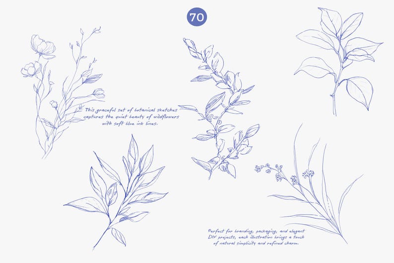 Puede incluir: Bocetos bot&aacute;nicos en tinta azul suave. La imagen presenta varias ilustraciones de hojas y flores, con texto que describe el conjunto como elegante y que captura la belleza de las flores silvestres. Un c&iacute;rculo azul con el n&uacute;mero 70 es visible.