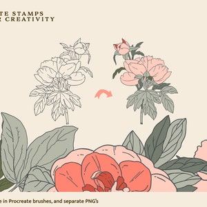 Peony Stamps Procreate Brushes - Floral Stamp - Botanical Stamp ...