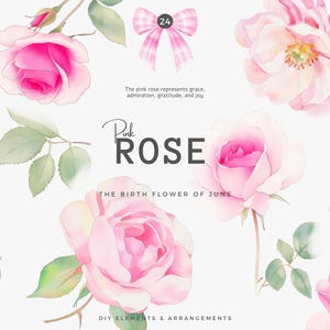 Rosa de acuarela - clipart de rosa - ilustración floral - flor png - rosa vintage - rosa coqueta - clipart de boda - flores de nacimiento png