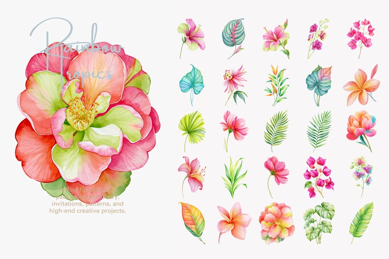 tropical flower clipart bundle, rainbow botanical png, exotic floral illustrations, tropical leaves, island flower graphics image 6