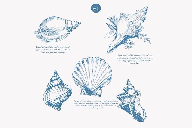 May include: A set of five detailed illustrations of seashells in blue ink. Each illustration depicts a different type of seashell with intricate details and textures.