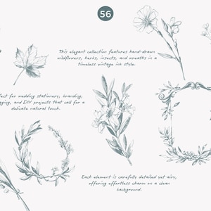 May include: A collection of hand-drawn botanical illustrations featuring wildflowers, herbs, insects, and wreaths in a vintage ink style. The illustrations are perfect for wedding stationery, branding, packaging, and DIY projects.