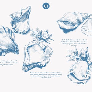 May include: A set of five detailed illustrations of seashells in blue ink. Each illustration depicts the intricate details of the shells, including their texture and shape. The illustrations are surrounded by text about the natural architecture of seashells.