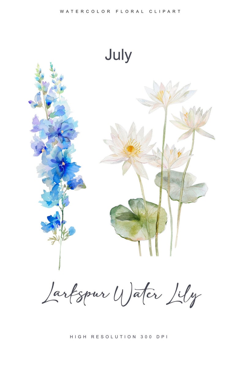 May include: Watercolor painting of blue larkspur flowers and white water lilies. The flowers are painted in a realistic style with delicate details. The text "July" and "Larkspur Water Lily" are written below the flowers.