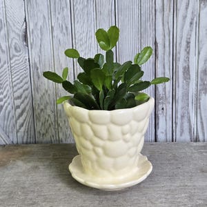 May include: A cream-colored ceramic planter with a textured, bubble-like surface and a matching circular saucer base. The planter contains a green succulent plant with flat, segmented leaves extending outward from the center of the pot.