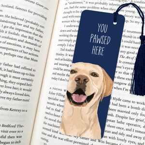 Labrador hund Blue