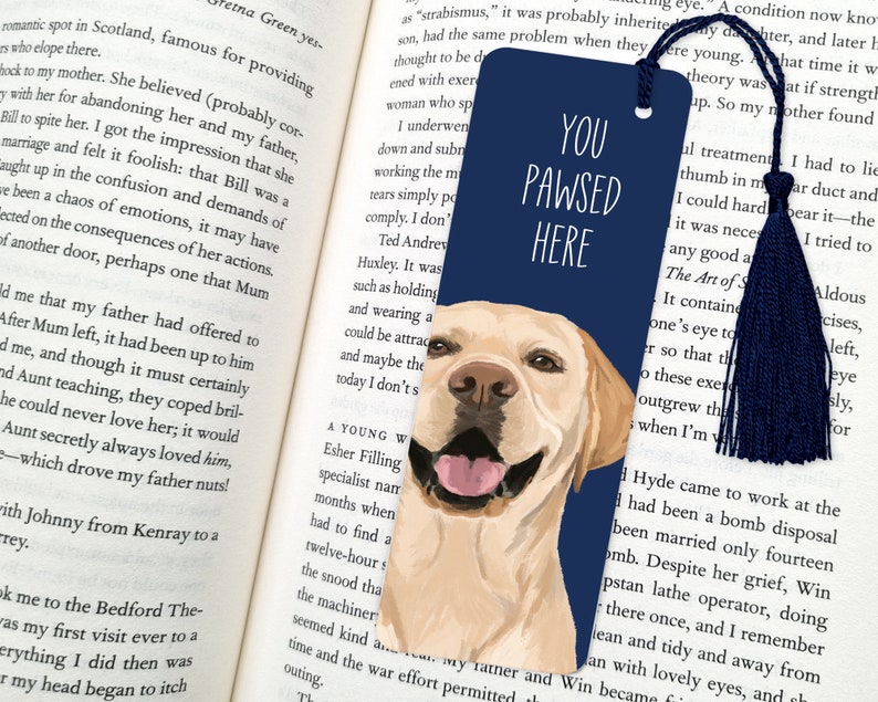 Labrador hund Blue