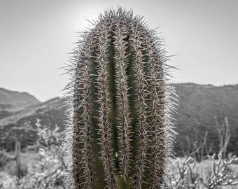Print - Cactus - Tucson, AZ