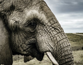 3 Prints - Elephants - South Africa - Triplicate (3 Photos)