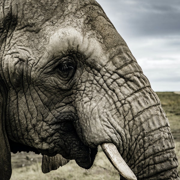3 Prints - Elephants - South Africa - Triplicate (3 Photos)