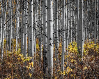 Aspens in Aspen