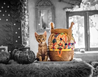 5 Prints - Cats of Morocco - Quintet (5 Photos)