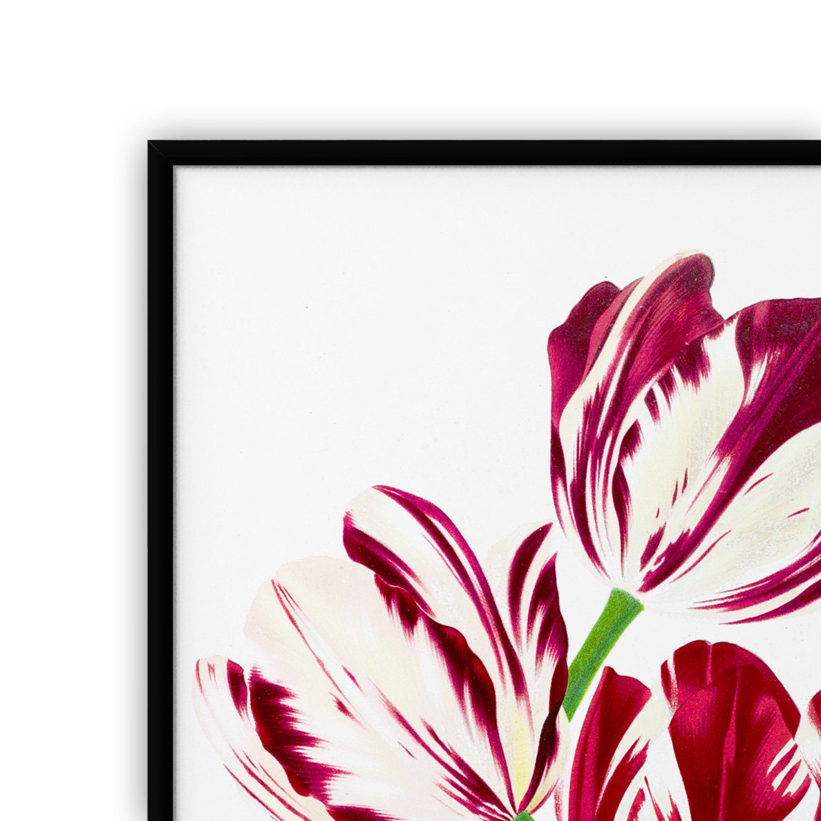 Red Tulip Flower Vintage Botanical Print Art Kitchen Decor | Etsy