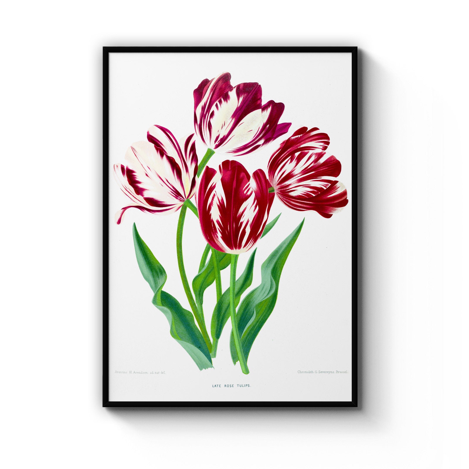 Red Tulip Flower Vintage Botanical Print Art Kitchen Decor | Etsy