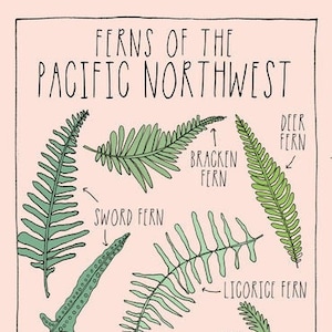 Ferns Postcard - Carte postale illustrée - Carte postale 4x6 »