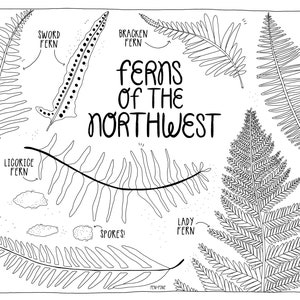 Ferns Printable Coloring Page |  Adult + Children&#39;s Coloring | PDF Printable | Nature