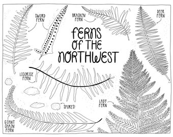 Ferns Printable Coloring Page |  Adult + Children&#39;s Coloring | PDF Printable | Nature