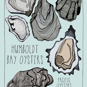 Carte postale illustrée - Carte postale Humboldt Bay Oysters - Carte postale 4x6 »