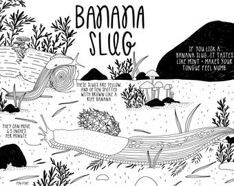 Banana Slug Printable Coloring Page |  Adult Coloring Page | Children&#39;s Coloring Page | PDF Printable