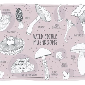 Mushroom Illustration - Wild Edible Mushrooms - Field Guide - Botanical Illustration