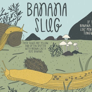 Carte postale Banana Slug - Carte postale illustrée - Carte postale 4x6"