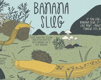 Banana Slug Postcard - Illustrated Postcard -  4x6&quot; Postcard