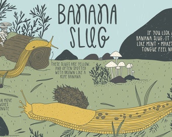 Banana Slug Postcard - Illustrated Postcard -  4x6" Postcard