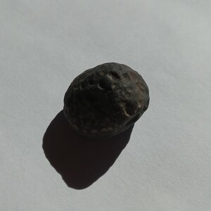 May include: A small, round, dark gray stone with a textured surface. The stone has a pattern of small, white dots and a few larger, round holes.