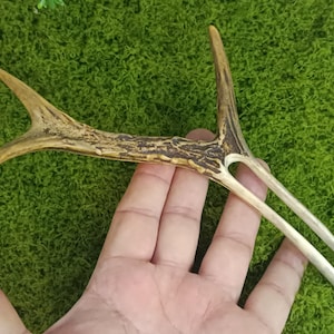 May include: A hair fork crafted from a natural deer antler, featuring a textured, brown, and tan branched top section that transitions into two smooth, polished, light-coloured prongs designed for securing hair in an updo or bun style.